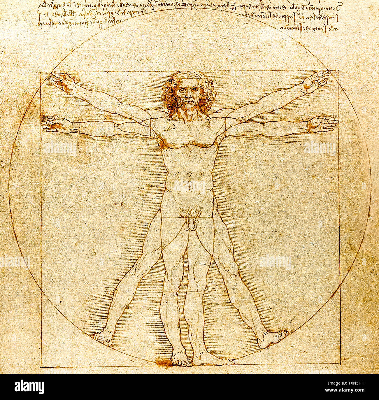 Leonardo Da Vinci, Vitruvian Man, drawing, circa 1492 Stock Photo