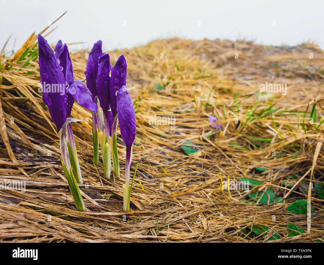 Alpine crocuses blossom in the meadow on the top of Carpathian mountains. Fresh dew drops on the beautiful purple blooming flowers in a cold rainy spr Stock Photo