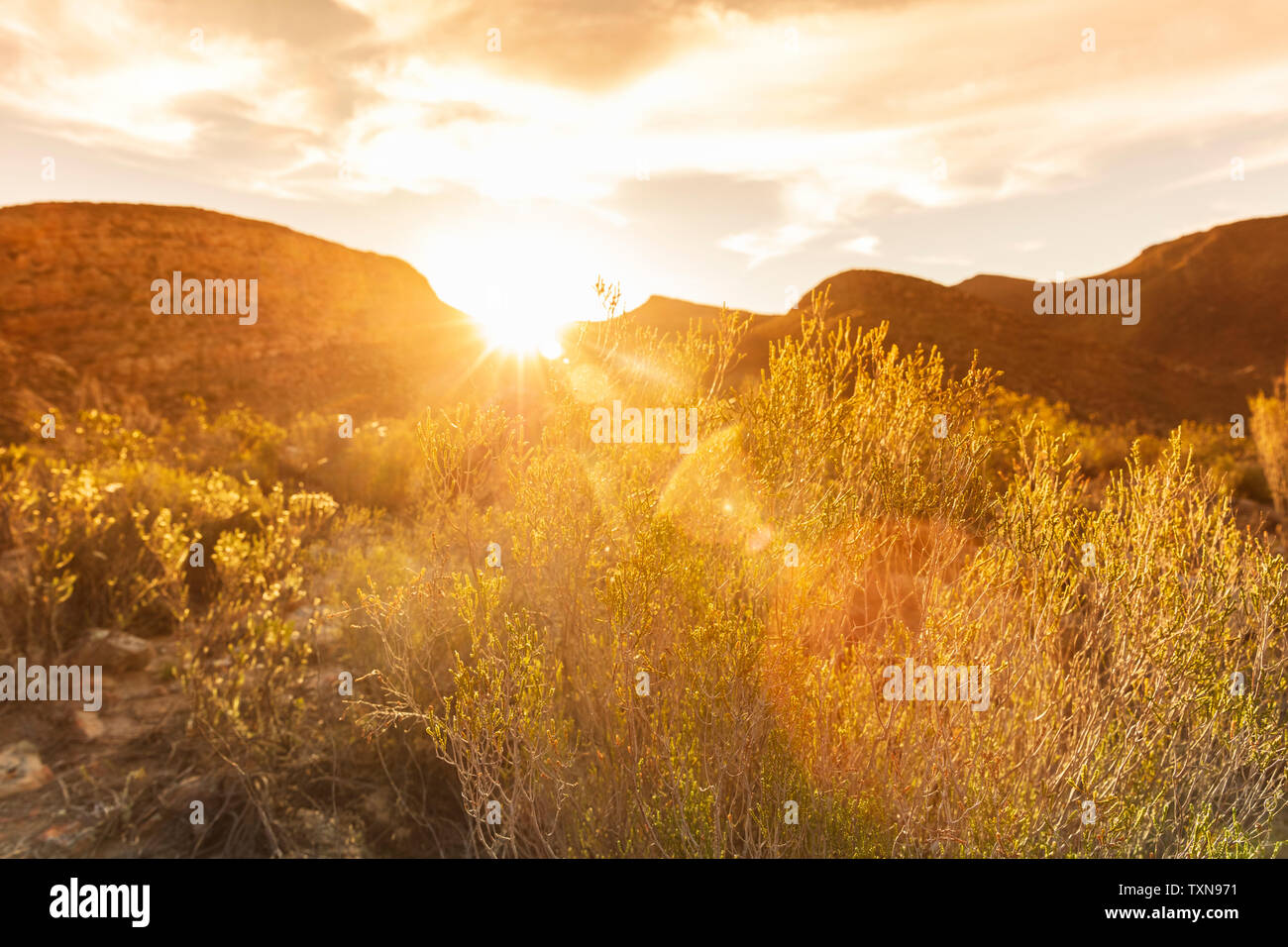 Hot sunny day in nature reserve, Cape Town, Western Cape, South Africa Stock Photo