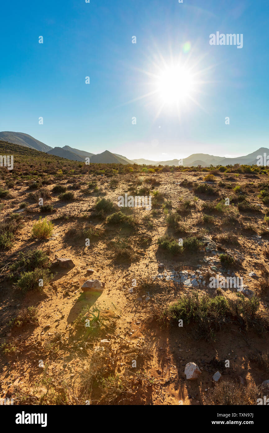 Hot sunny day in nature reserve, Cape Town, Western Cape, South Africa Stock Photo