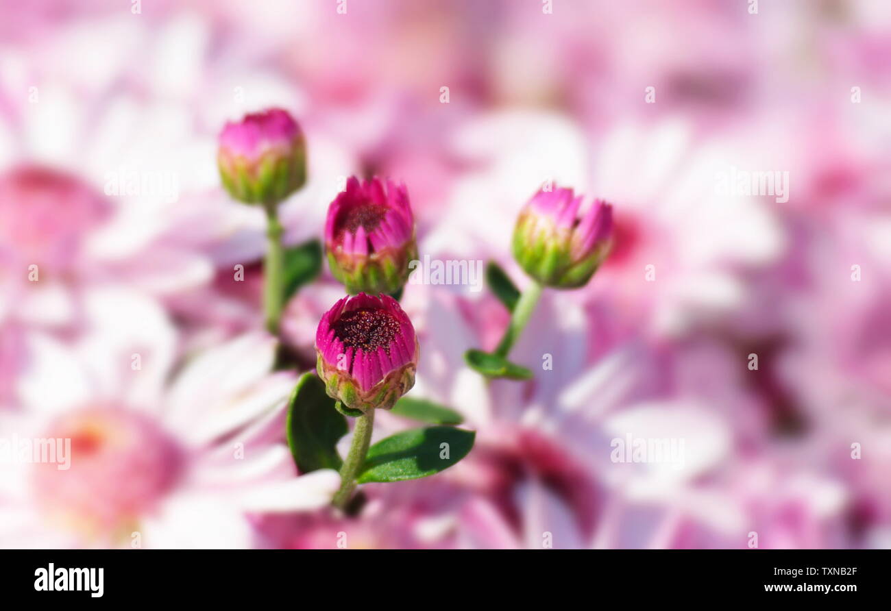 Dutch chrysanthemum hi-res stock photography and images - Alamy