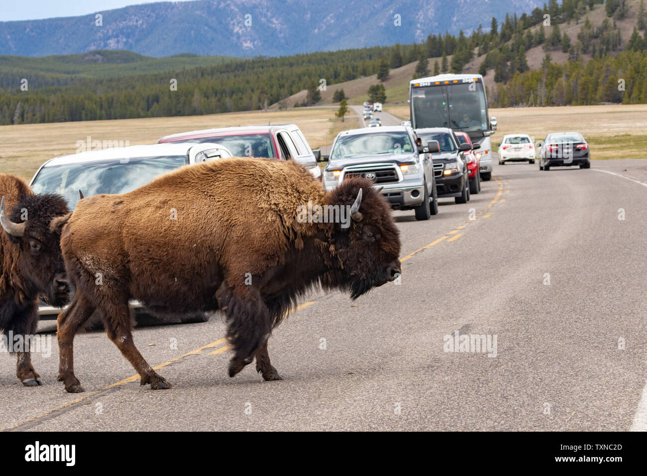 Bison herd crossing road in Yellowstone National Park, Wyoming, USA Stock Photo