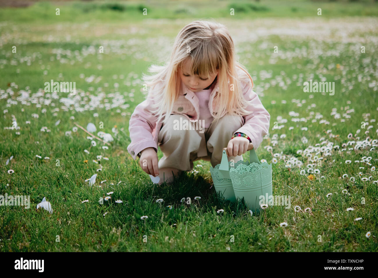 Cute girl in field with basket picking flower petal, Arezzo, Tuscany, Italy Stock Photo