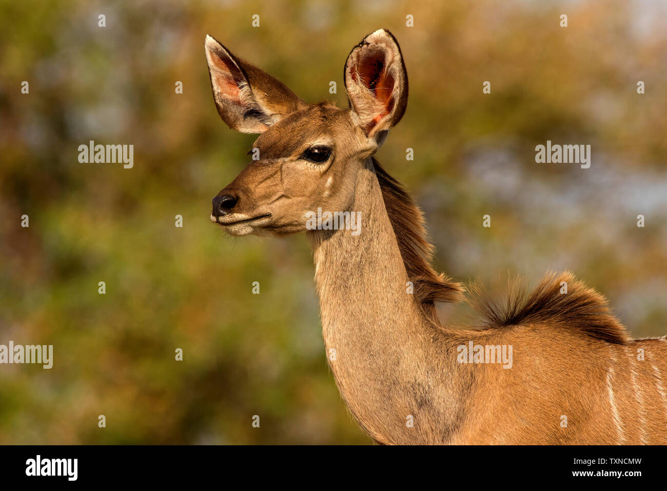 Kudu, head and shoulder side view, Kruger National Park, South Africa Stock Photo
