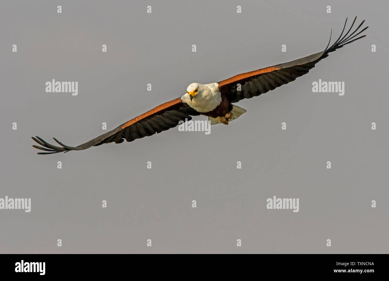 African fish eagle flying mid air, front view, Kruger National Park, South Africa Stock Photo