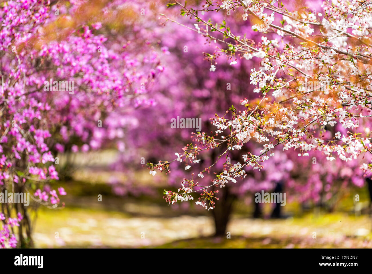 Kyoto, Japan purple pink azalea and cherry blossom flowers tree sakura at Ninna-ji temple garden closeup Stock Photo