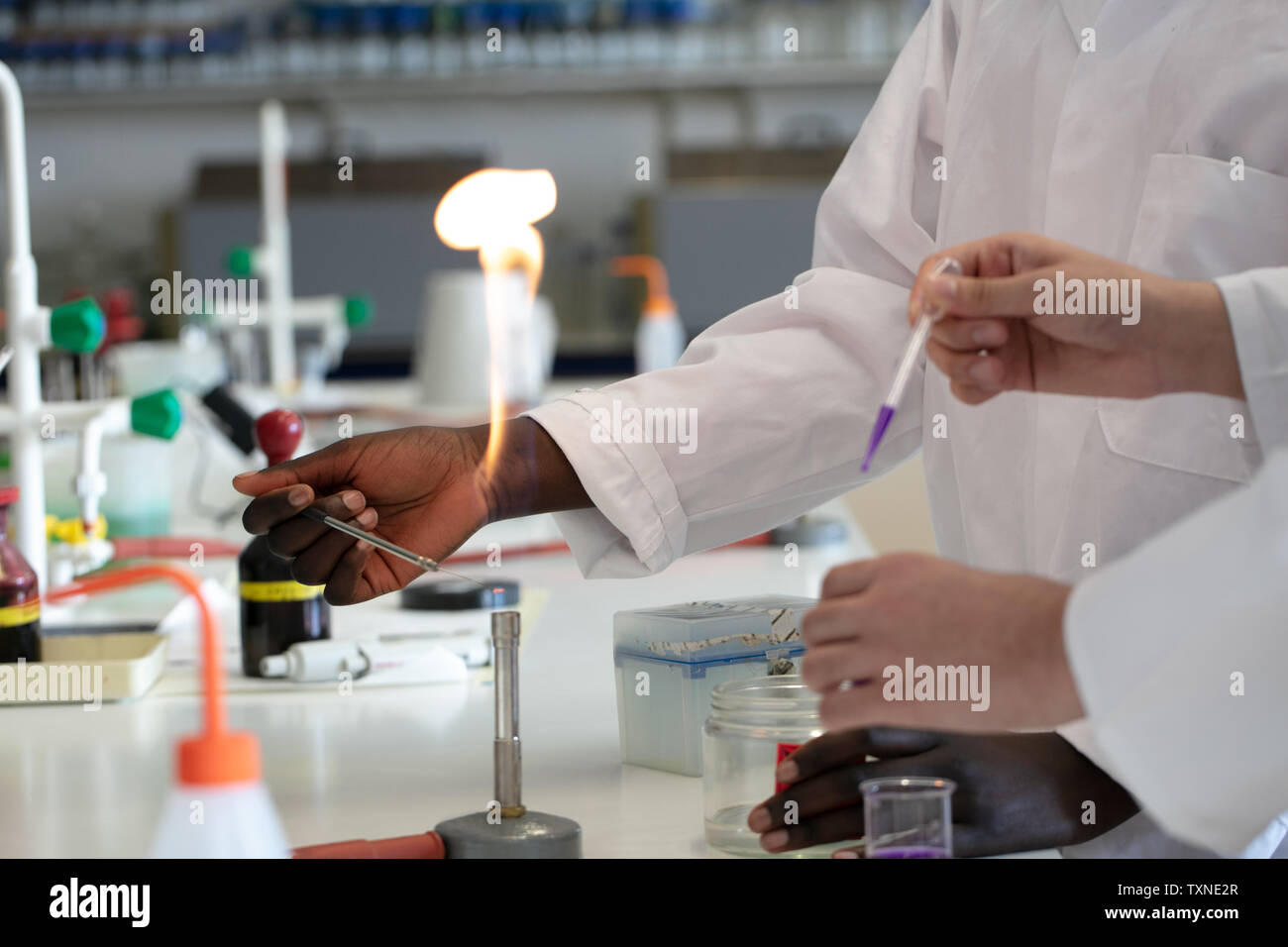 Young male and female scientists using pipette and bunsen burner in laboratory experiment
