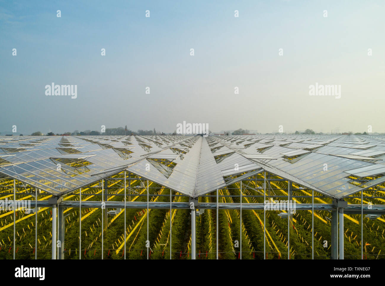 Greenhouse in the Westland area, part of Netherlands with large concentration of greenhouses, elevated view, Maasdijk, Zuid-Holland, Netherlands Stock Photo