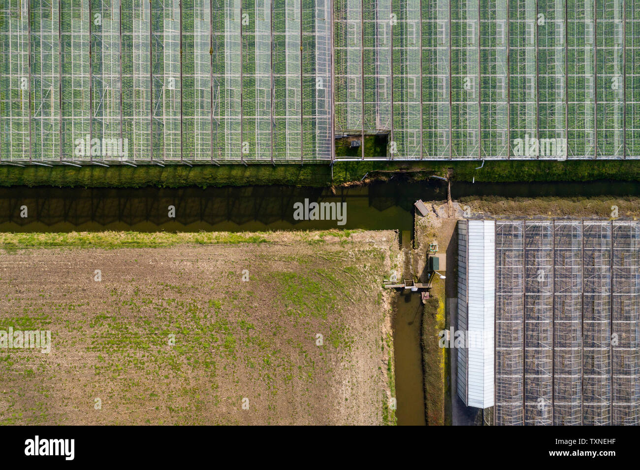 Greenhouse in the Westland area, part of Netherlands with large