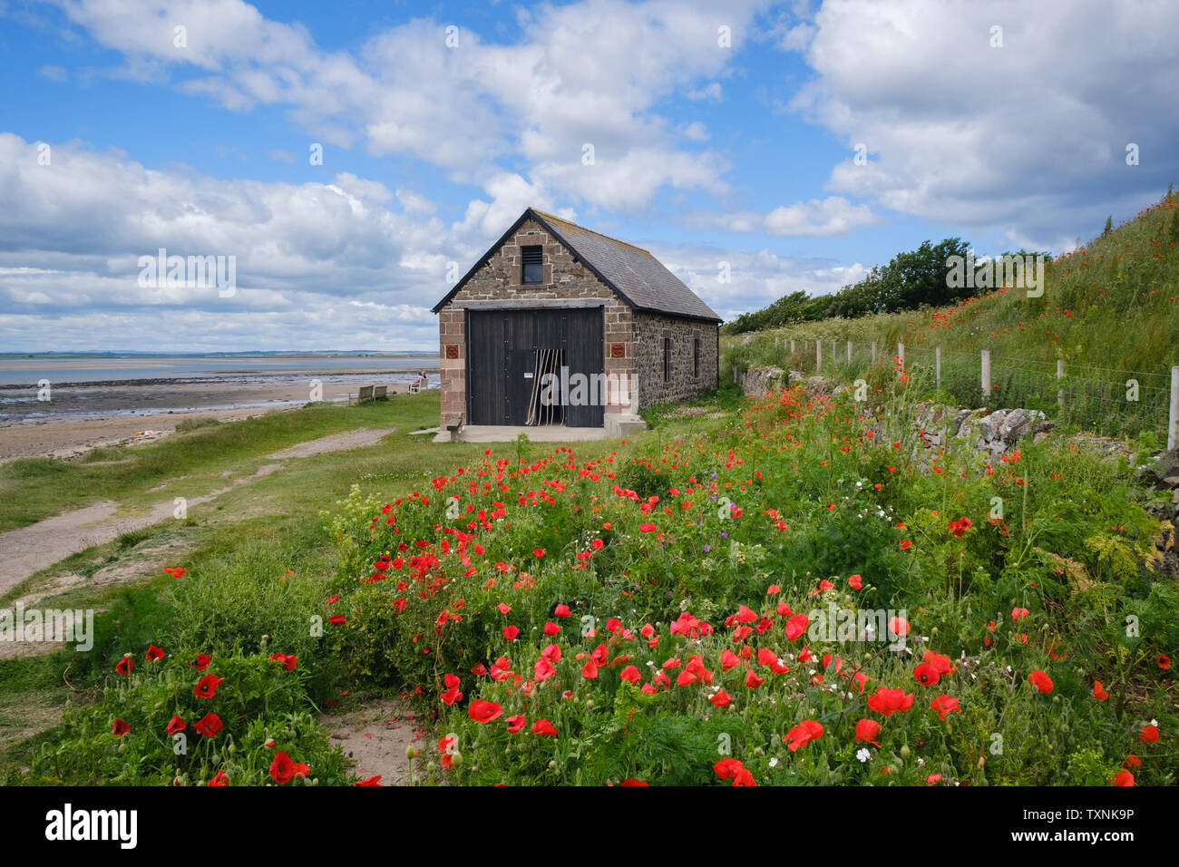 Poppies surround the  Old Lifeboat House in Lindisfarne, Holy Island, Northumberland Stock Photo