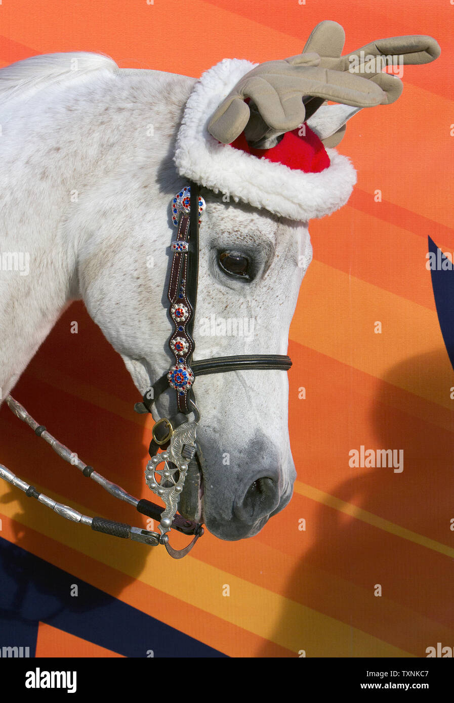The Denver Broncos arabian horse mascot Thunder wears antlers in celebration of Christmas at Sports Authority Field at Mile High on December 23, 2012 in Denver.  Denver continues its drive to earn a first round playoff bye entering the game against Cleveland as the AFC's number two seeded team.    UPI/Gary C. Caskey Stock Photo