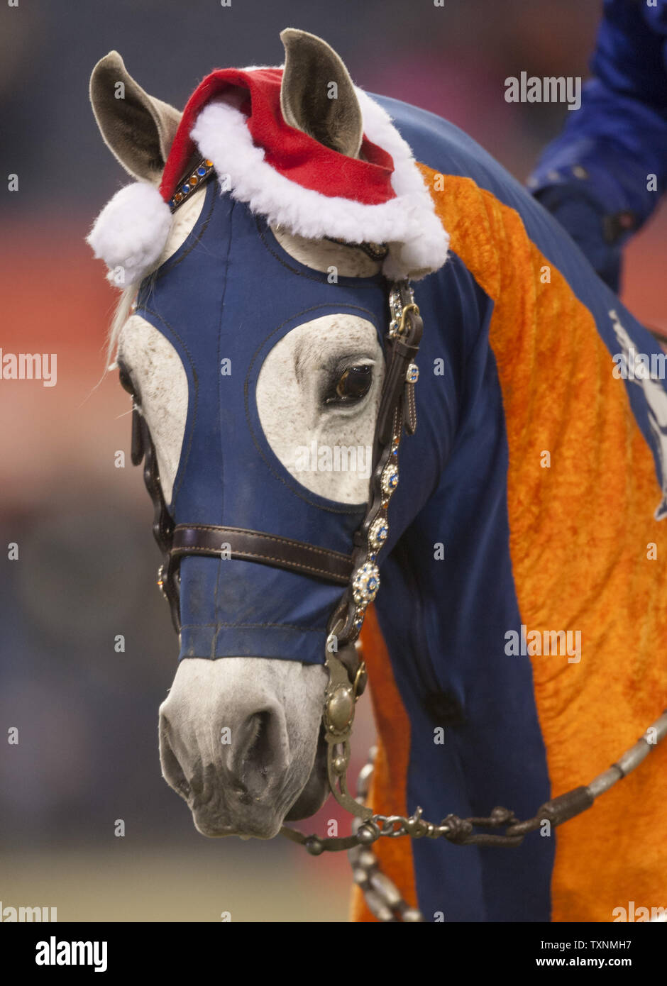 Denver Broncos team mascot Arabian horse Thunder wears a Santa hat during the game against the San Diego Chargers at Sports Authority Field at Mile High in Denver on December 12, 2013.   UPI/Gary C. Caskey Stock Photo