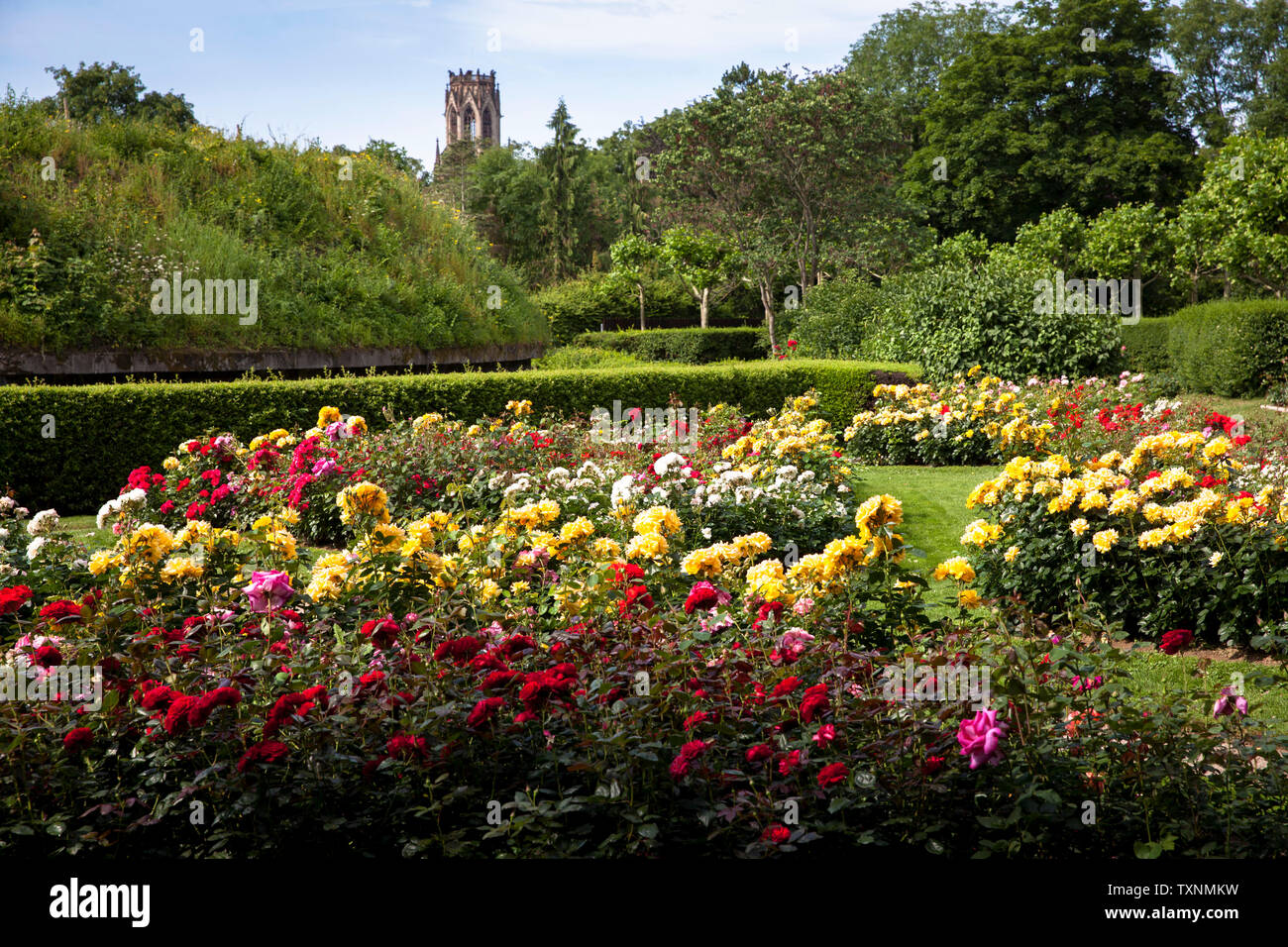 the rose garden at Fort X, a part of the former inner fortress ring, in the background the Agnes church, Cologne, Germany.   der Rosengarten am Fort X Stock Photo