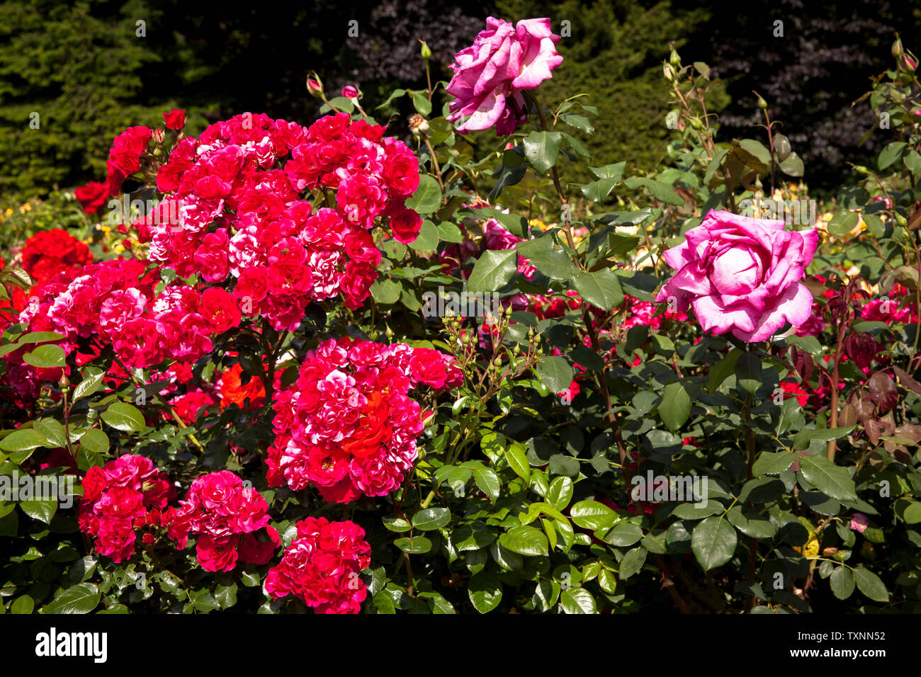 Gartenanlage hires stock photography and images Alamy