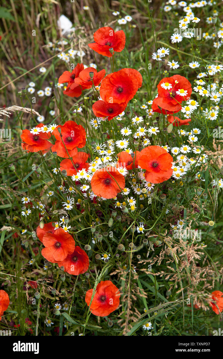 poppies (Papaver) and camomile (Matricaria) on a field margin in the district Poll, Cologne, Germany.  Mohnblumen (Papaver) und Kamillen (Matricaria) Stock Photo