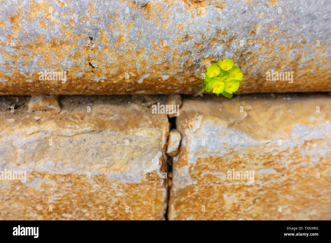 One vibrant green plant with some blossoms grows out of a barren stone wall - symbol for power, accomplishment, confidence, hope, growth - focus on fl Stock Photo