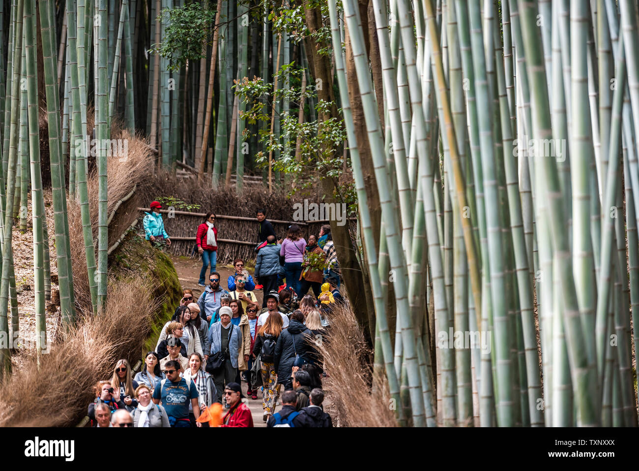 Kyoto Japan April 11 19 Arashiyama Bamboo Forest Park During Day With Crowd Of Many People Tourists Walking On Trail Road Path Stock Photo Alamy