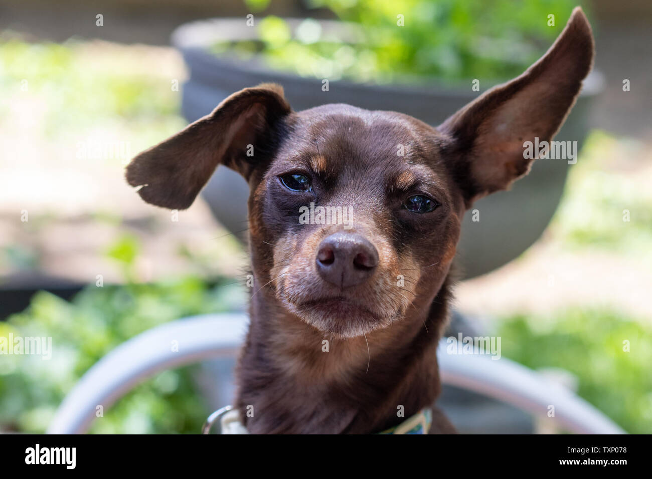brown pisncher dog portrait expression apathetic neutral Stock Photo