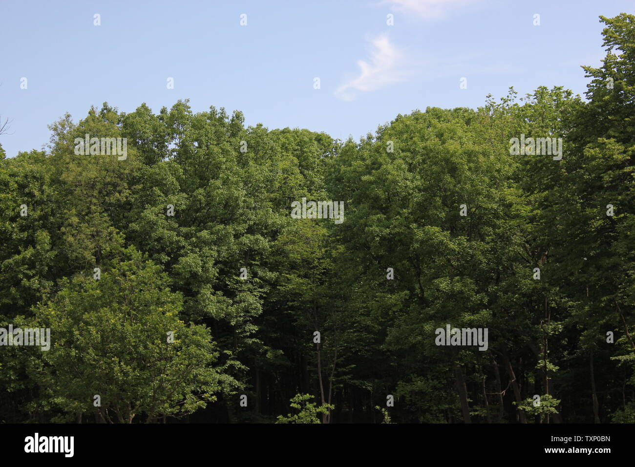 Lovely forest thick trees hi-res stock photography and images - Alamy