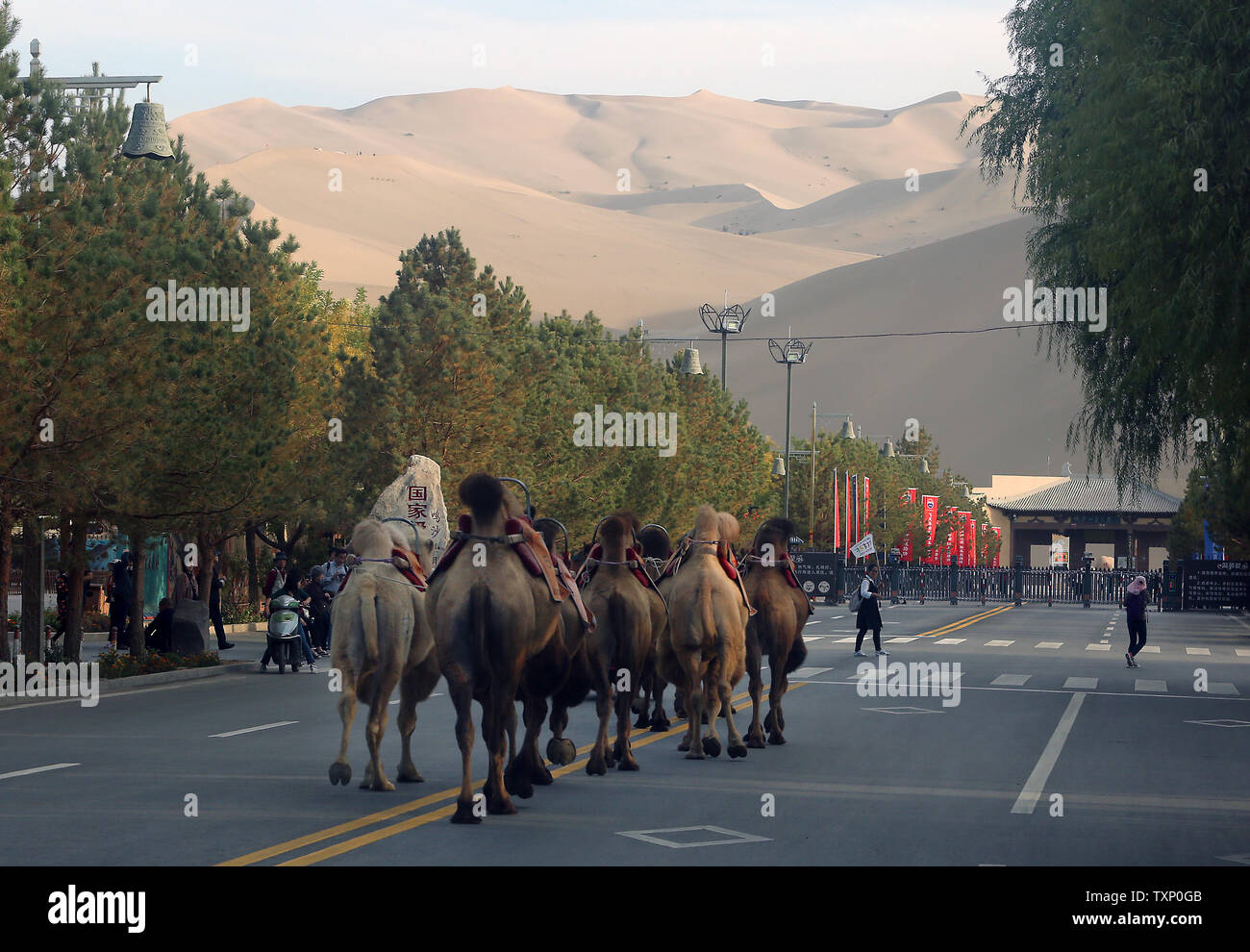 Fighting Camels High Resolution Stock Photography And Images Alamy