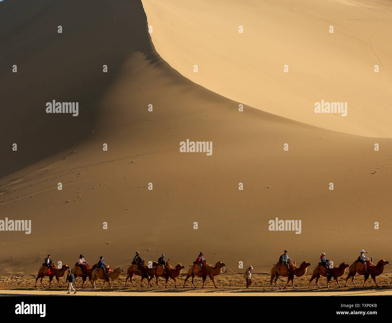 Chinese ride camels at the Crescent Lake tourist area located at the ...