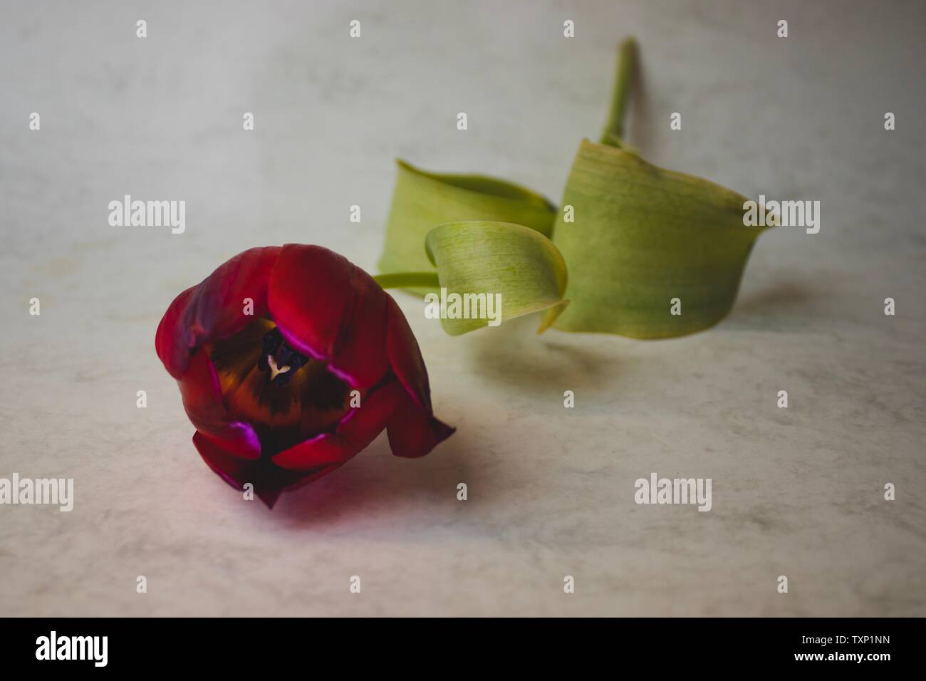 Dead tulip flower Stock Photo Alamy