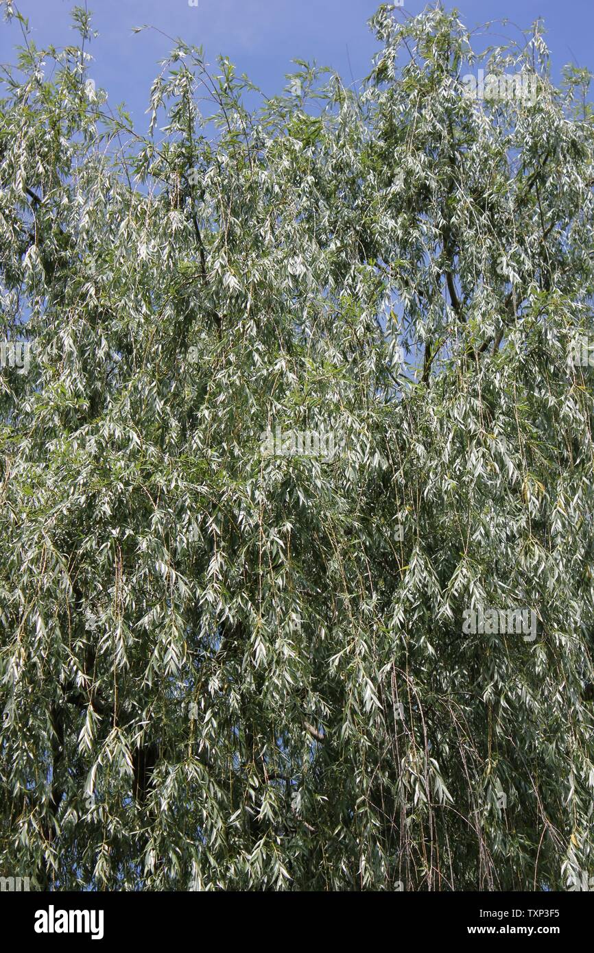 Beautiful old Willow Tree, Salix alba 'Vitellina-Tristis', willows, sallows, osiers, growing in the meadow. Stock Photo