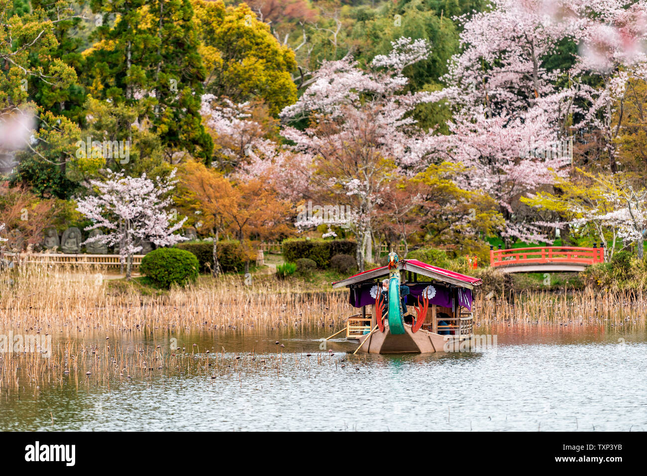Kyoto, Japan - April 11, 2019: Cherry blossom by Osawa-no-Ike Pond lake in spring in Arashiyama area by Daikakuji Temple with red traditional tour boa Stock Photo