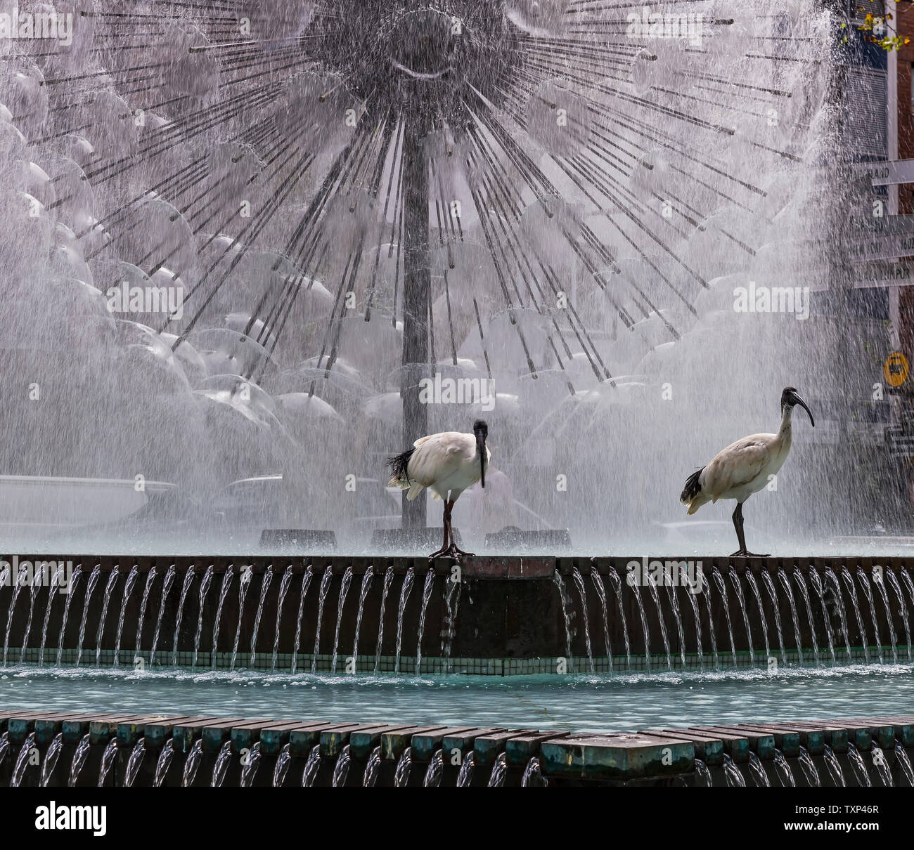 Pair of ibis birds with the beautiful El Alamein Memorial fountain in the background, Kings Cross, Sydney, Australia Stock Photo