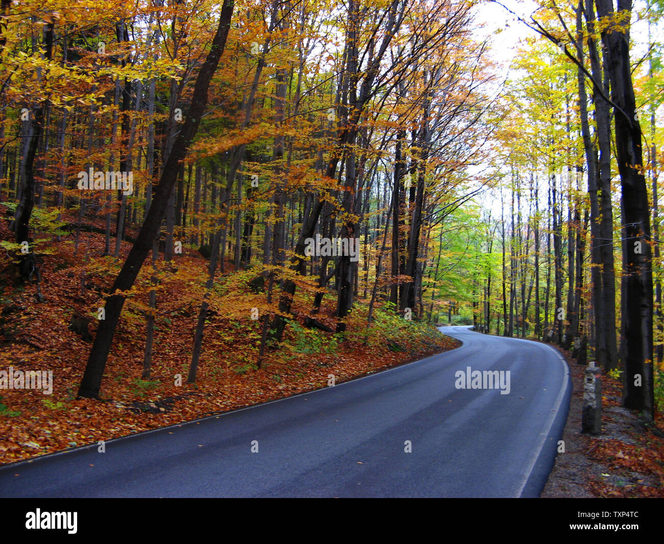 Road in autumn forest Stock Photo