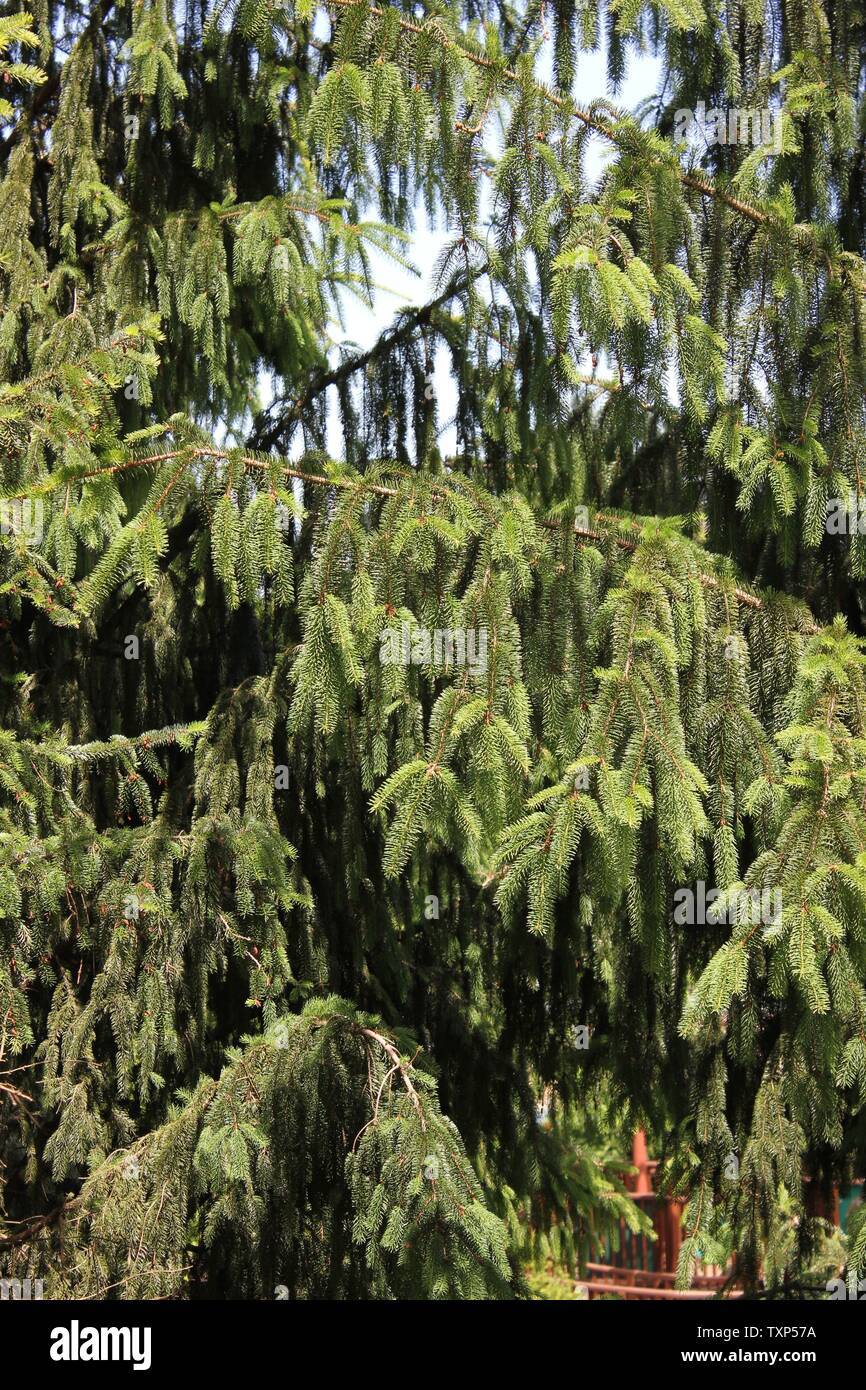 Beautiful Finnish spruce, Picea abies, the Norway spruce, or European spruce. Stock Photo