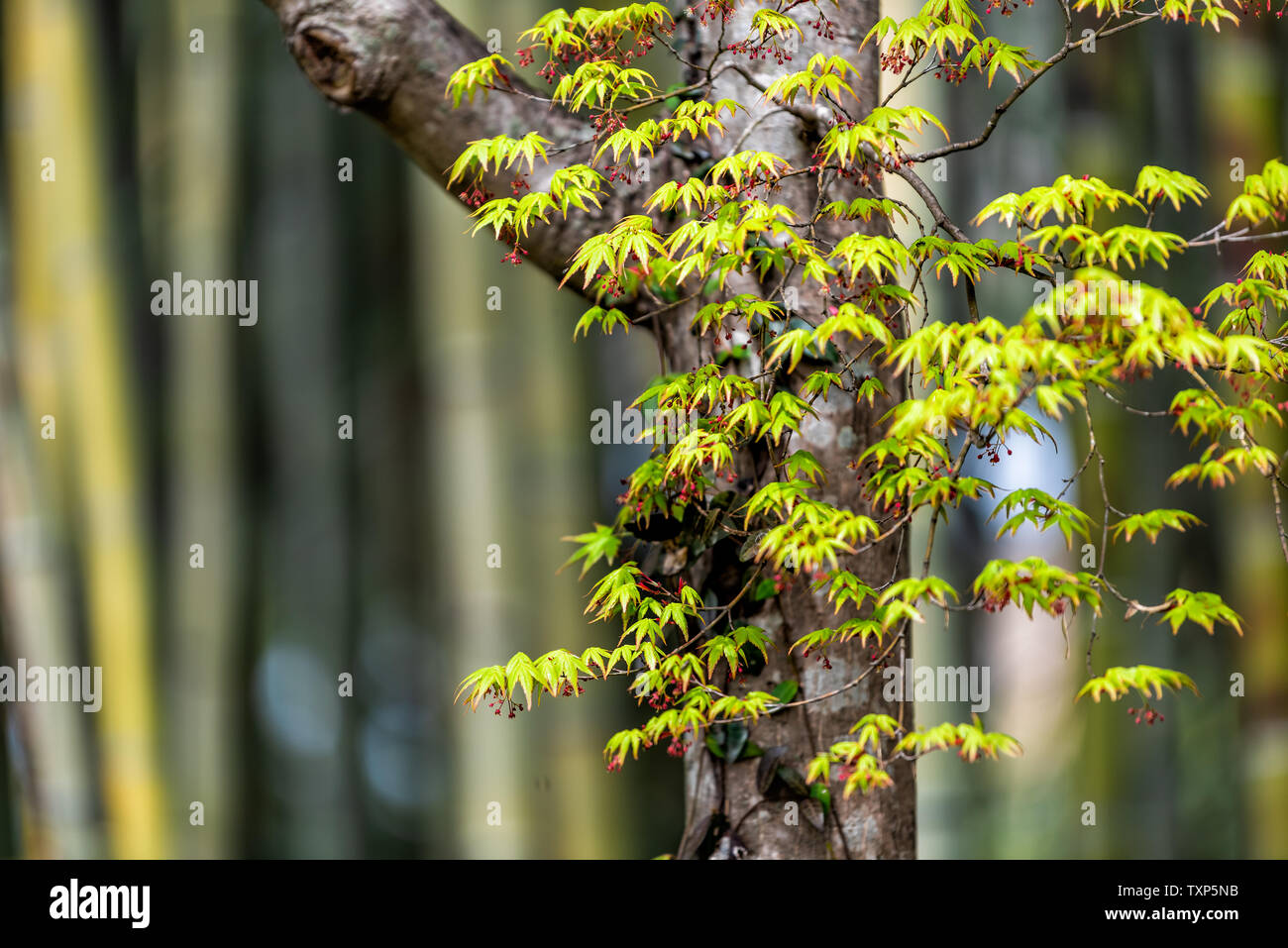 Kyoto, Japan Daikakuji Temple zen garden in Arashiyama with spring young maple leaves foliage on tree and bokeh background of bamboo grove Stock Photo