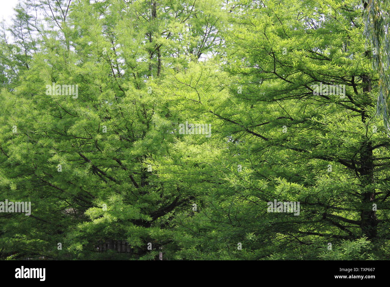 Heavy greenery hi-res stock photography and images - Alamy