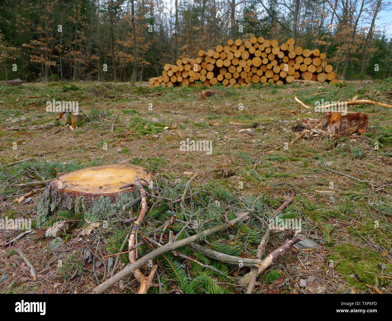 Spruce logs hi-res stock photography and images - Alamy