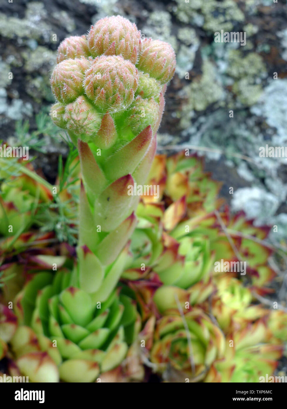 Endangered species Jovibarba globifera (Sempervivum globiferum) on rock Stock Photo