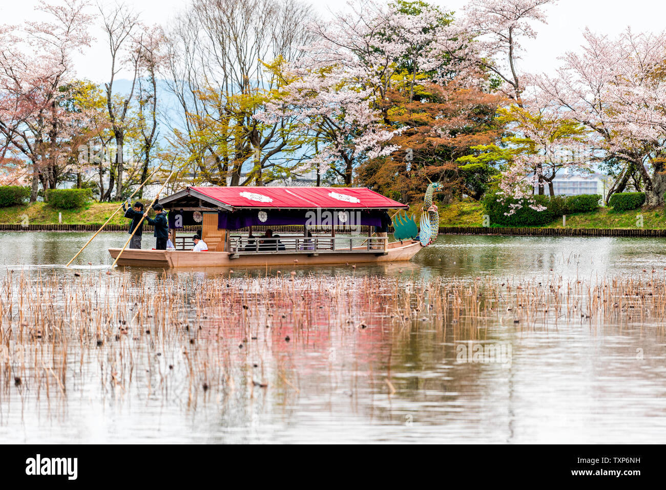 Kyoto, Japan - April 11, 2019: Cherry blossom and lotus pond by Osawa-no-Ike Pond lake in spring in Arashiyama area by Daikakuji Temple with red drago Stock Photo