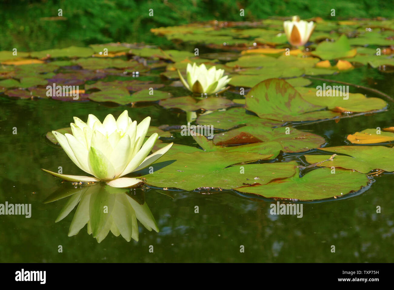 European White Waterlily White Lotus White Water Rose Or Nenuphar Stock Photo Alamy