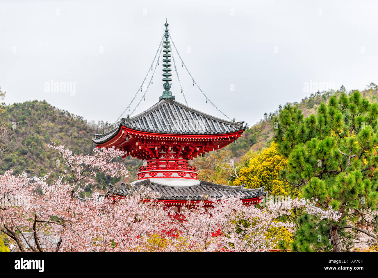 Kyoto, Japan cherry blossom sakura trees flowers in garden park and red Shingyo-Hoto Tower pagoda building Stock Photo