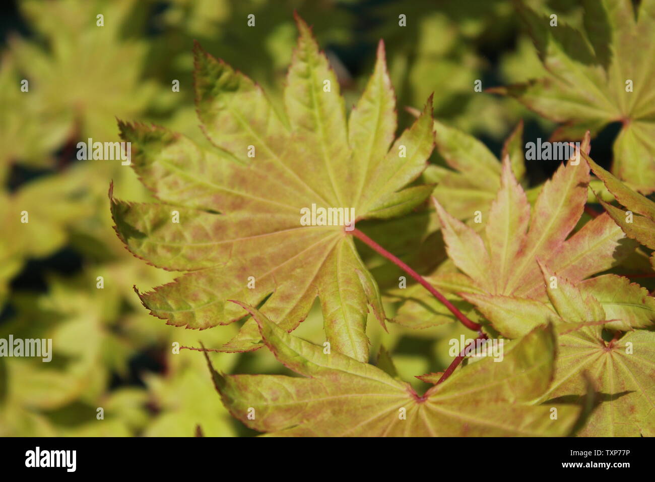 Japanese red maple tree leaves Stock Photo Alamy