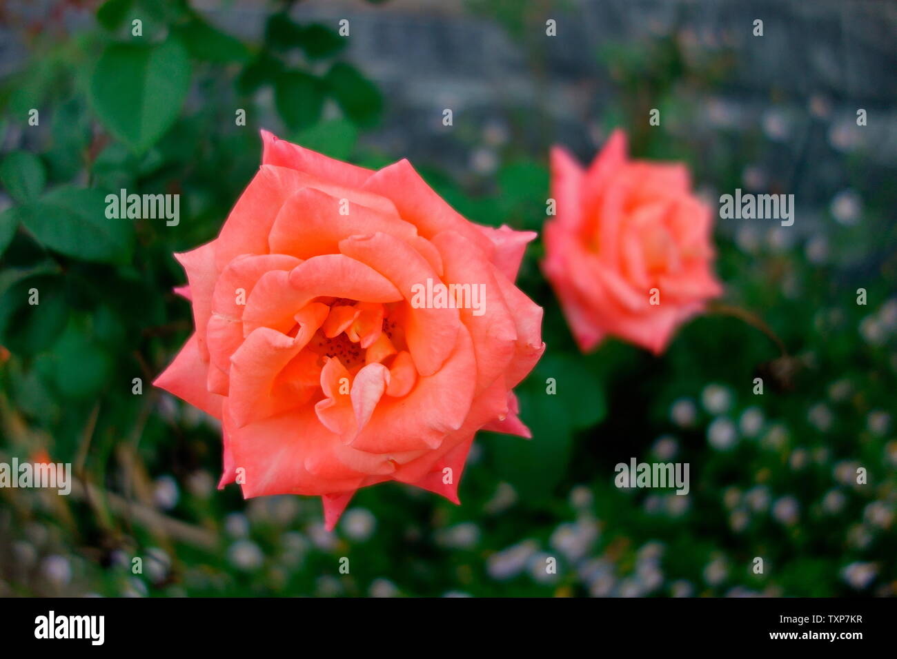 Red moon flower Stock Photo Alamy