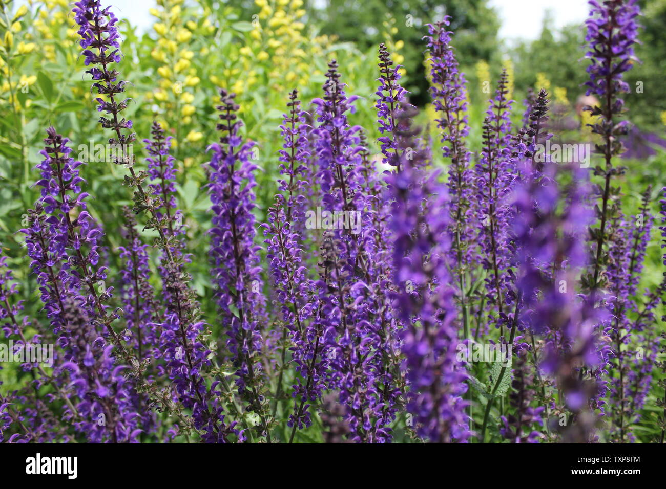 Purple flowers in Illinois Stock Photo Alamy