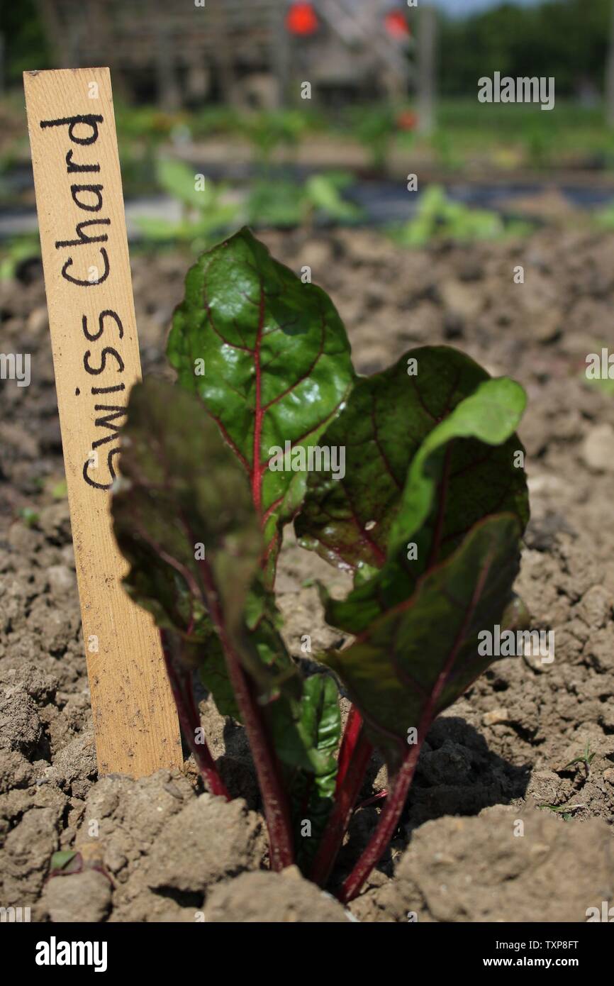 Baby swiss chard, beta vulgaris, plant and stake growing at the local