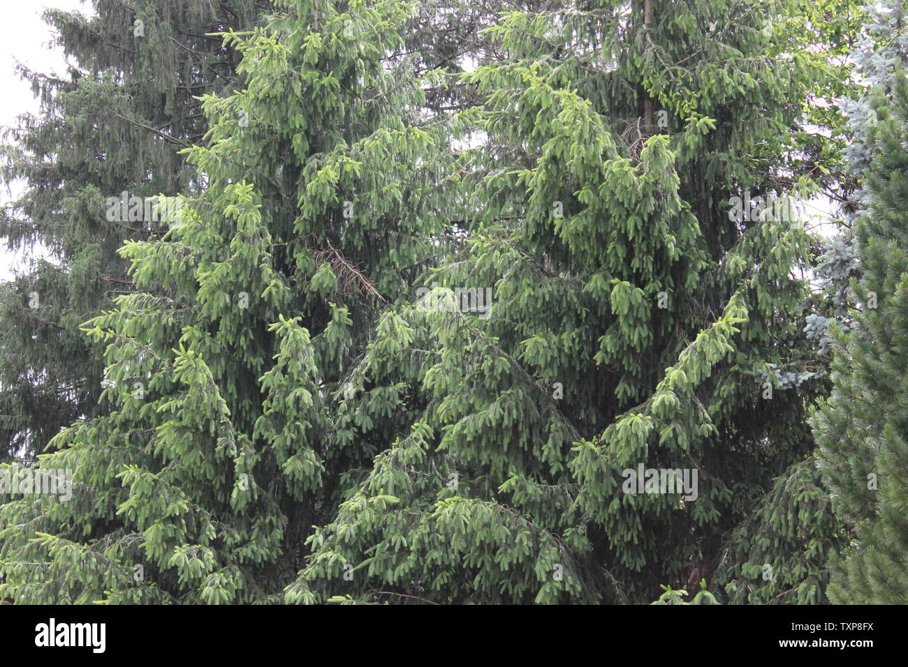 Beautiful pine tree in Illinois Stock Photo Alamy