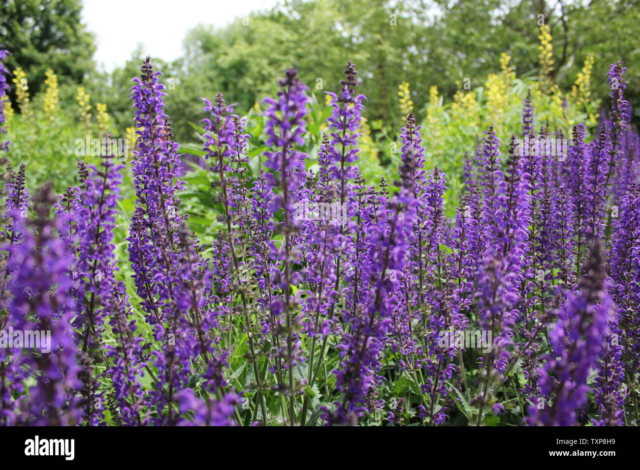 Purple flowers in Illinois Stock Photo Alamy