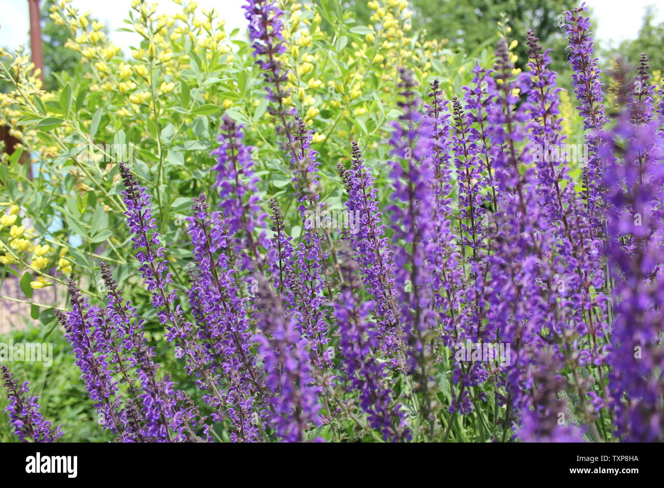 Purple flowers in Illinois Stock Photo Alamy