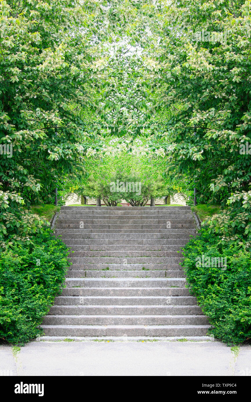 Prunus padus bushes and smaller shrub forming an archway over stone stairs in a park in the spring. Total symmetry. Stock Photo