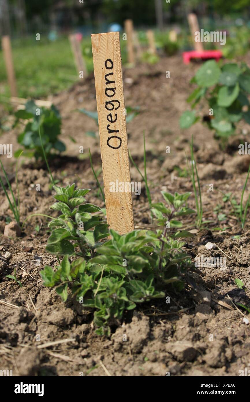 Baby oregano, origanum, plant and stake growing at the local community