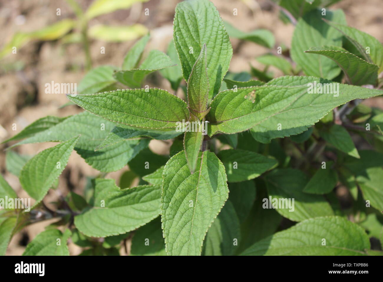 View of Inner City Community Garden High Resolution Stock Photography and ...