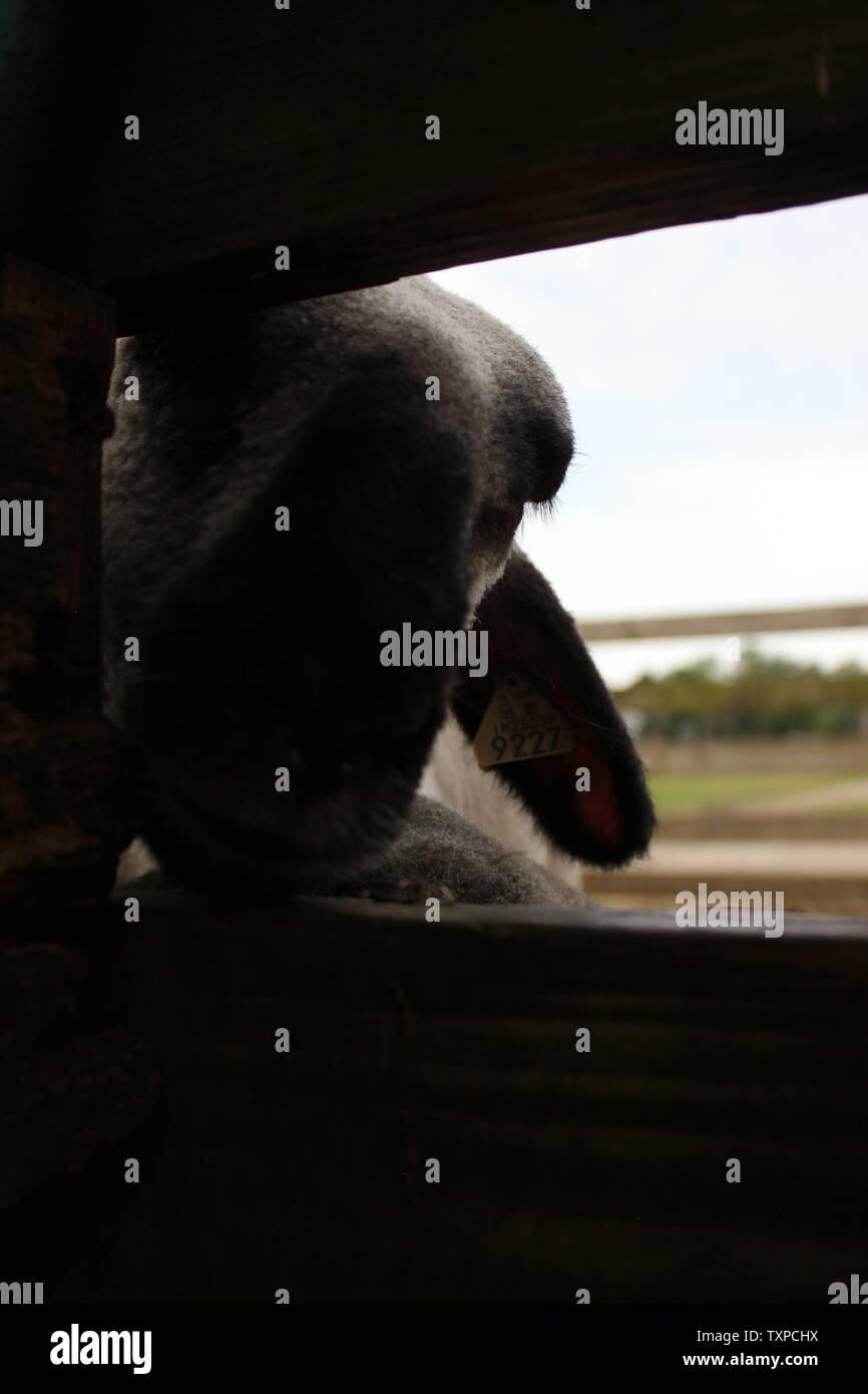 Domestic sheep, Ovis aries, Suffolk breed, hanging out in their pig pen down on the farm. Stock Photo
