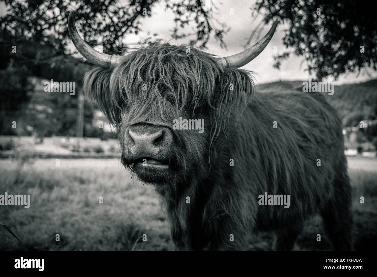 highland cow on meadow in kinzig valley, black forest, germany Stock ...